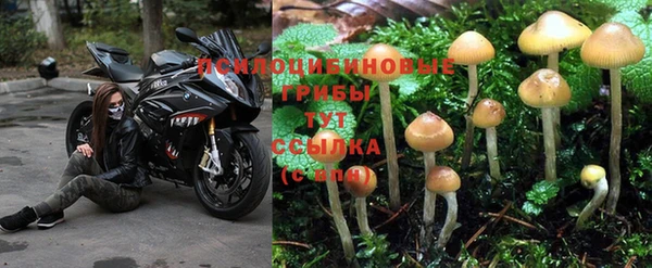 гидра Надым