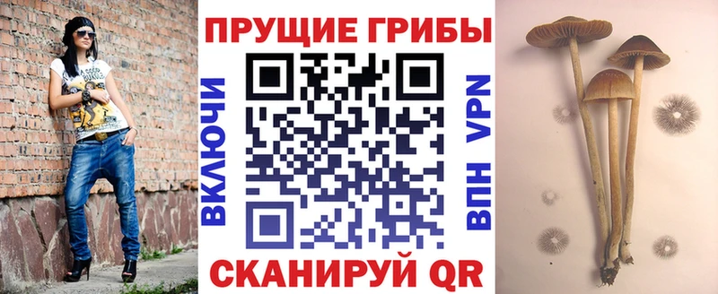Псилоцибиновые грибы прущие грибы  darknet клад  Отрадный 